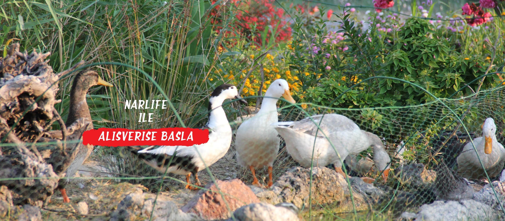 Narlife Online Alışveriş - Katkısız, %100 Doğal, Ev Yapımı.